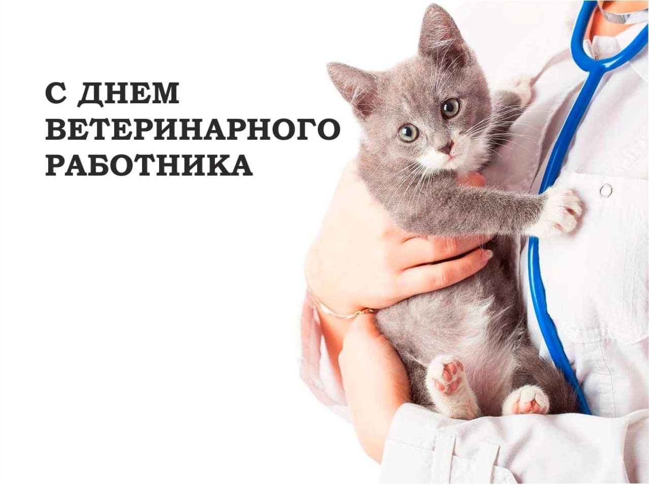31 августа - День ветеринарного работника в России..