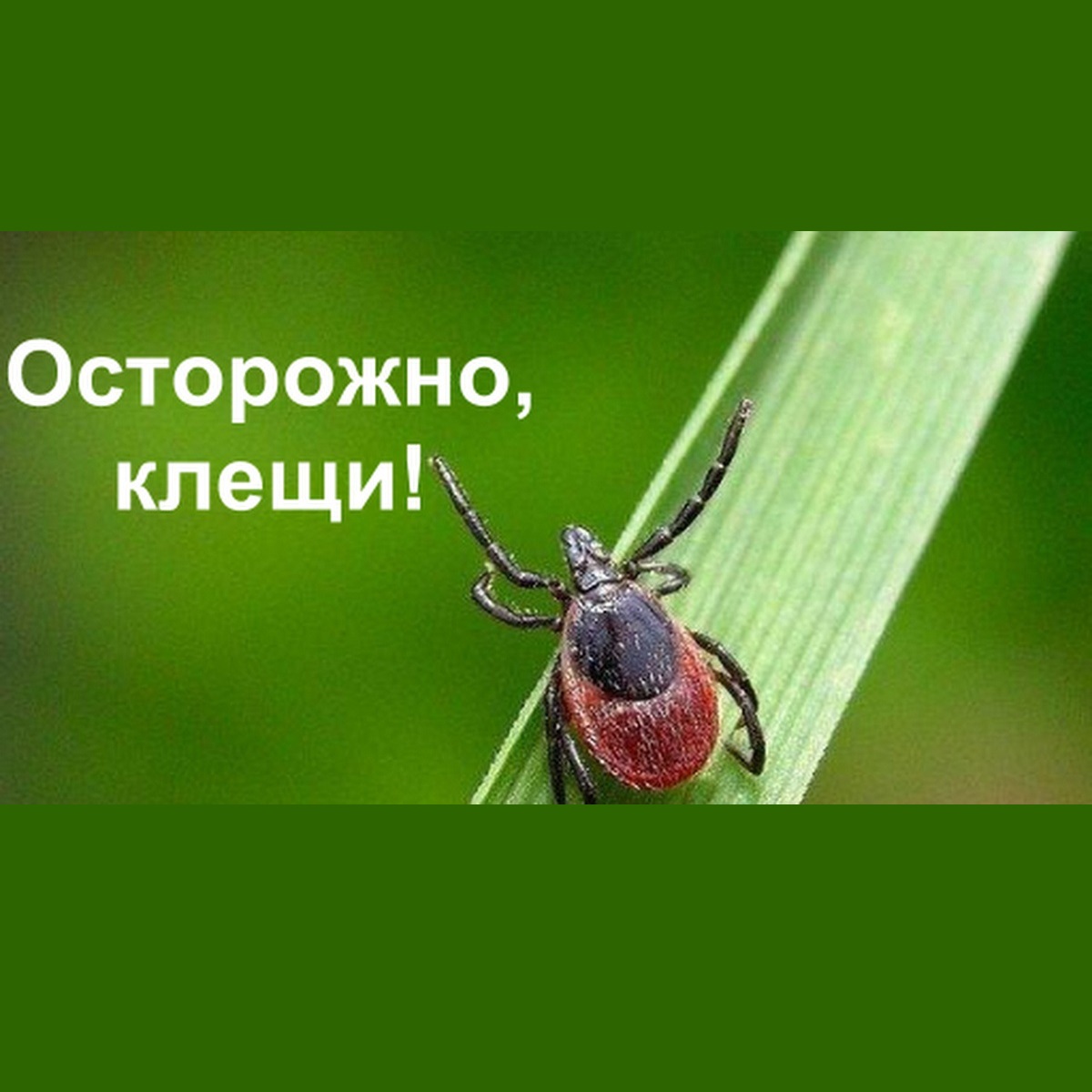 Осторожно – клещи!.