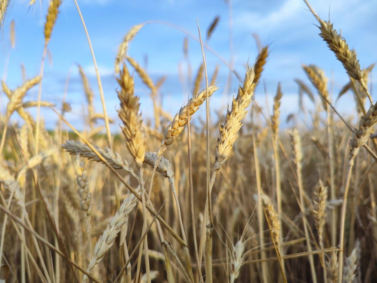 Аграрии Мелекесского района ведут активную уборку зерновых сельскохозяйственных культур✅.