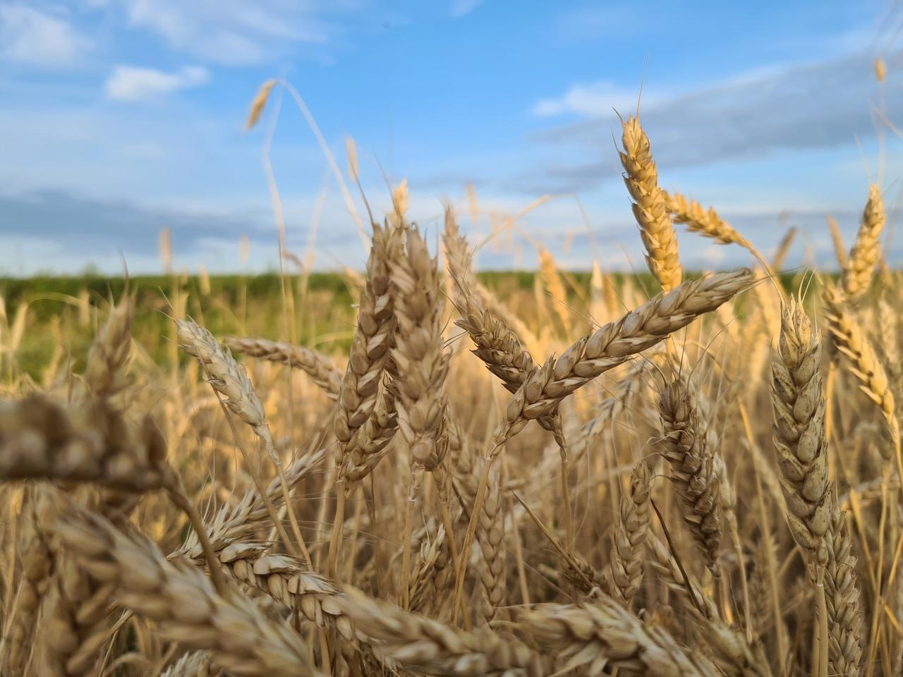 Аграрии Мелекесского района ведут активную уборку зерновых сельскохозяйственных культур.