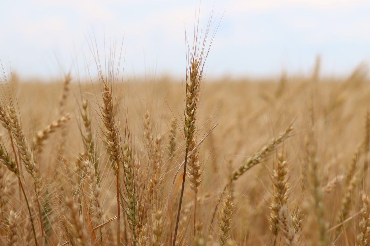 Аграрии Мелекесского района ведут активную уборку зерновых сельскохозяйственных культур.